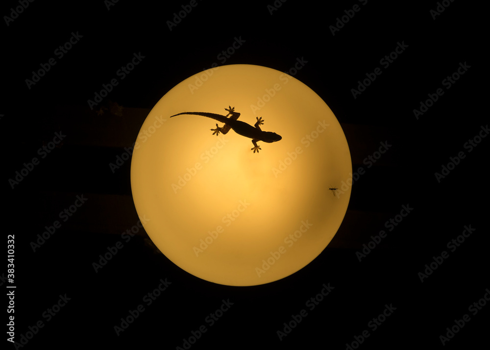 Gecko lizard on a round yellow lamp like the moon hunts an insect