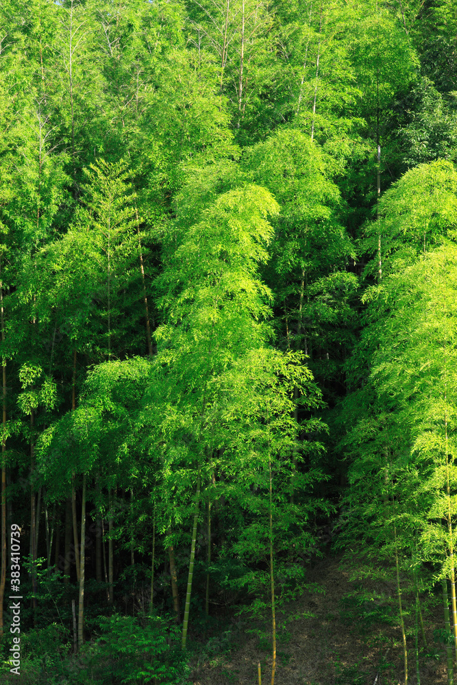 Obraz premium 竹林