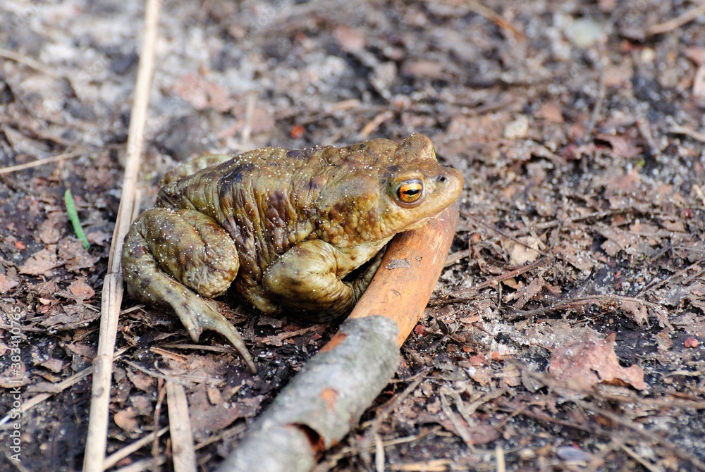 Naklejka premium A common toad ( Bufo bufo) sits on a path Near a forest lake. Moscow region. Russia.
