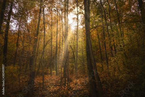 Fototapeta Naklejka Na Ścianę i Meble -  This scenic video shows sun rays shining through a vast tree filed forest landscape during autumn.