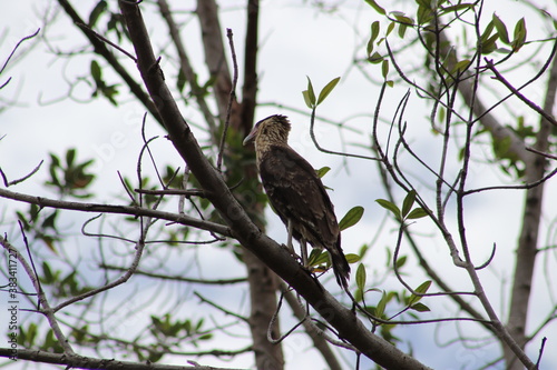 bird on a branch