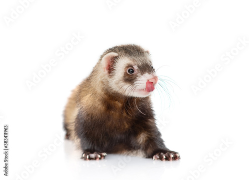 Gray-black sable stands on a white background looks at the camera and licks his nose. Domestic ferret concept. Exotic pet care concept. Isolated on white background