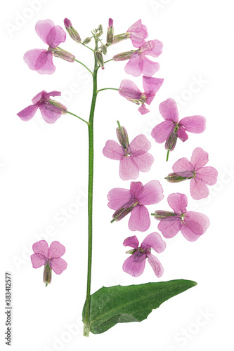 Pressed and dried delicate flowers phlox, isolated on white background. For use in scrapbooking, floristry or herbarium © svrid79