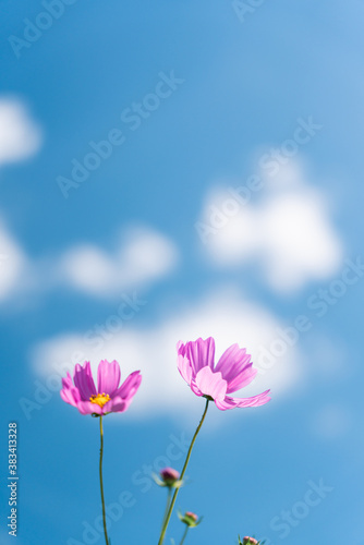 Cosmos swaying in the wind and the blue sky