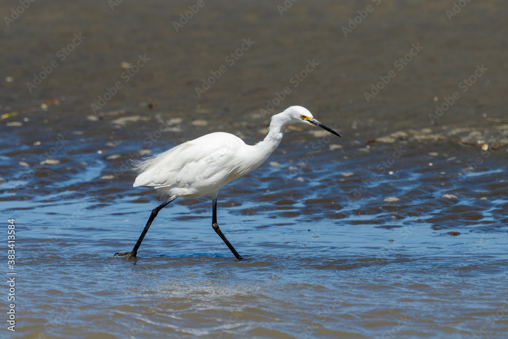 Little Egret in Australasia Little Egret in Australasia