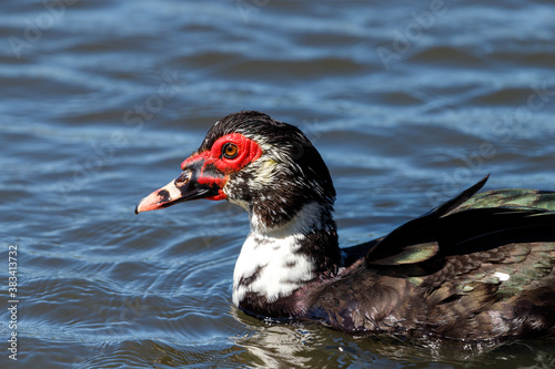 Muscovy Duck in Australasia