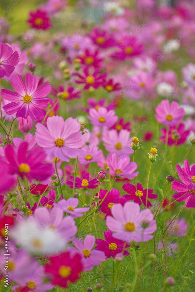 Cosmos flowers of various colors