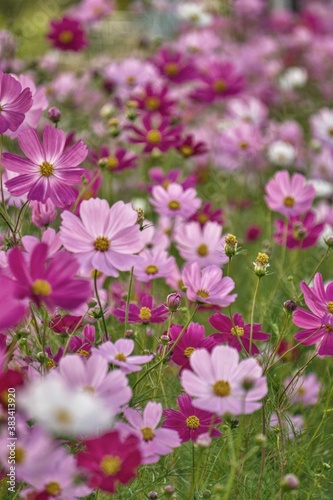 Cosmos flowers of various colors