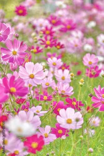 Cosmos flowers of various colors