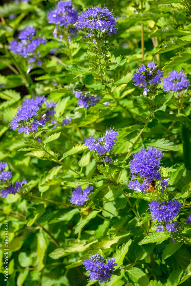 Honeybee pollinating the blue flowers of a Bluebeard plant, as a nature background
Honeybee pollinating the blue flowers of a Bluebeard plant, as a nature background