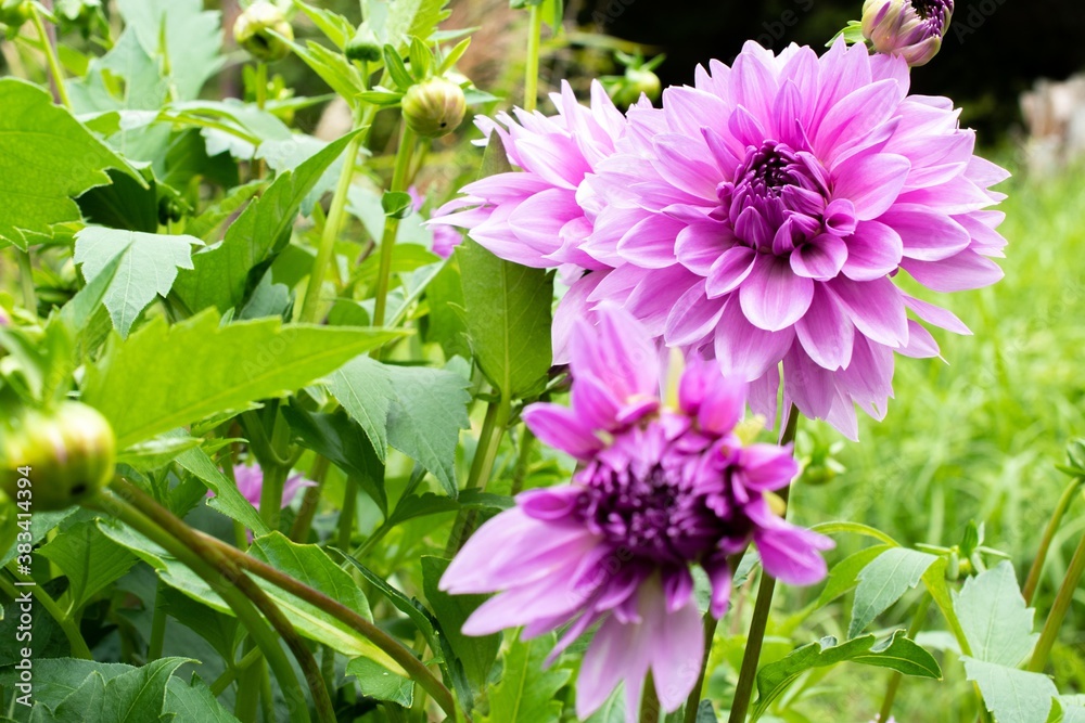 見る方に豪華絢爛な印象を与える大柄なダリアの花 見る方に豪華絢爛な印象を与える大柄なダリアの花