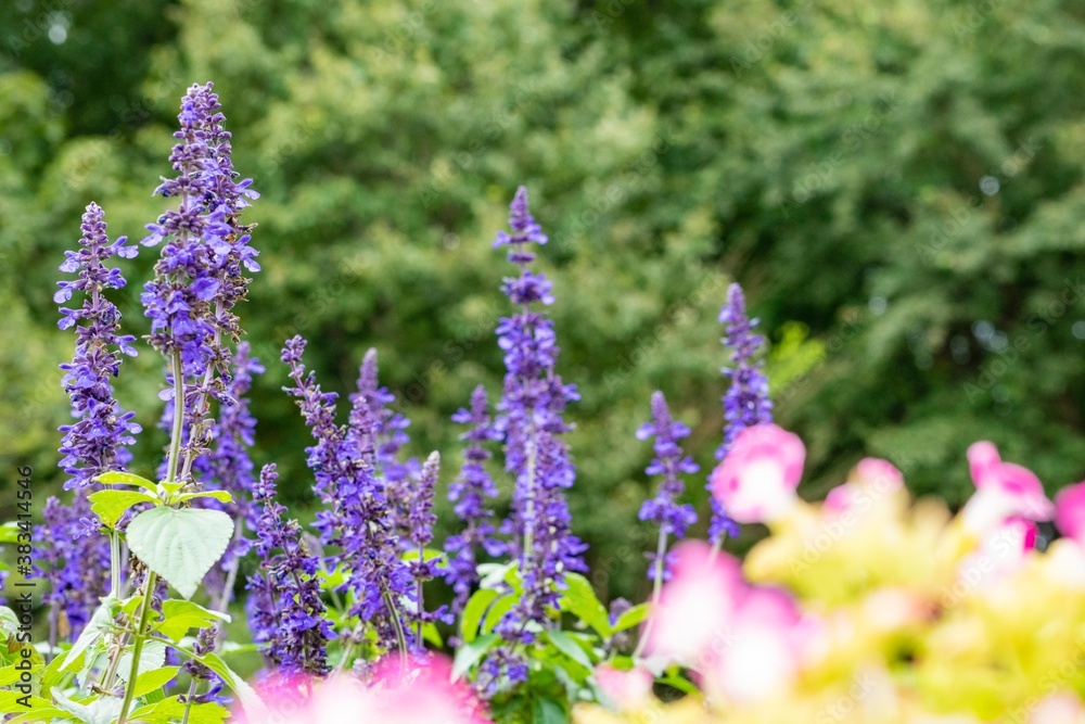 ブルーサルビアとして流通している花の多くはサルビア ファリナセア系です Stock Photo Adobe Stock