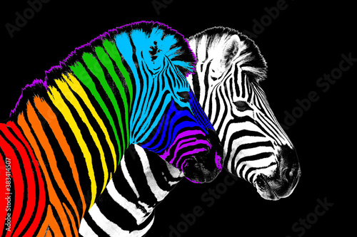 Usual   rainbow color zebra black background isolated  individuality concept  stand out from crowd  uniqueness symbol  independence  dissent  think different  creative idea  diversity  outstand  rebel