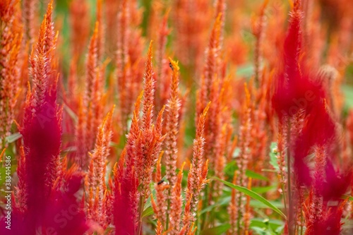 一番の見ごろを迎えた「羽毛ケイトウ」の花畑にはたくさんの見物客が訪れます