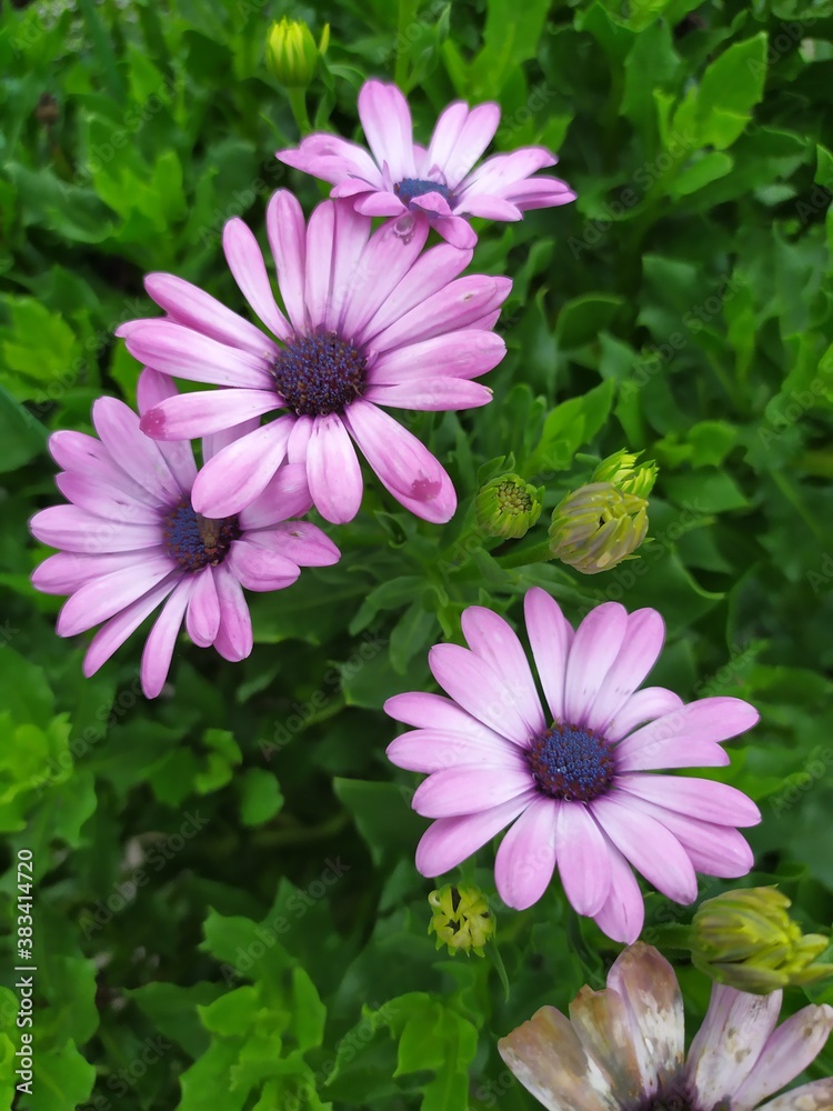 pink flowers