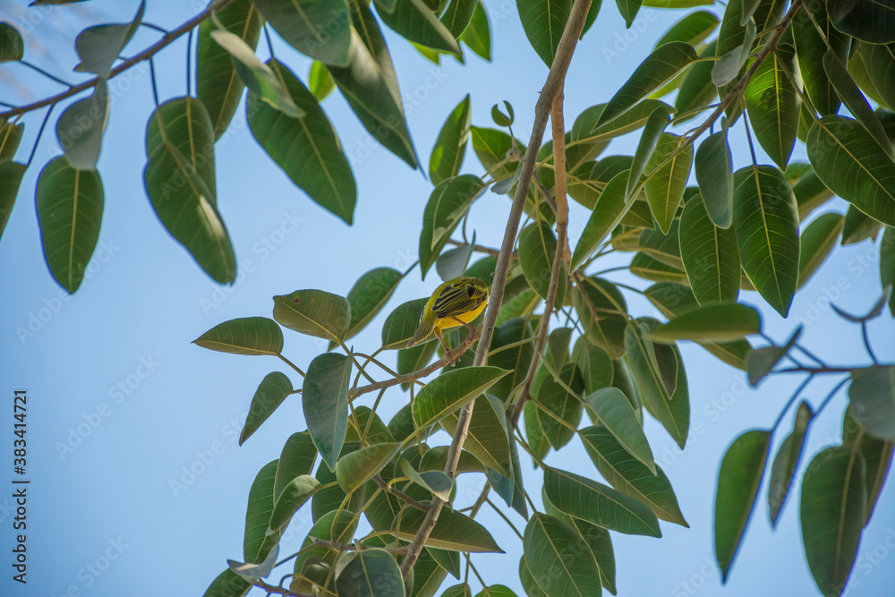 Masked weaver