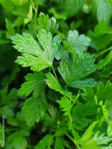 Obraz na płótnie close up of parsley
