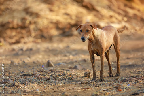 Indian dog searching food on street