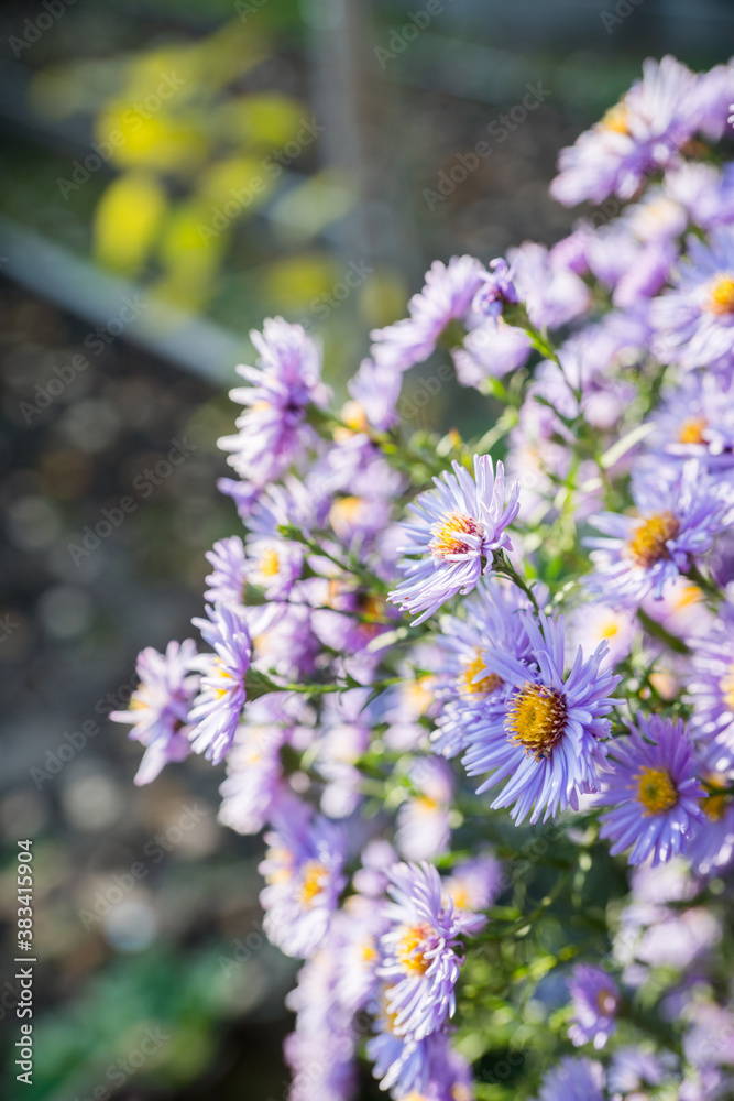 Obraz premium Blue aster flower blooming in the garden. Selective focus. Shallow depth of field.