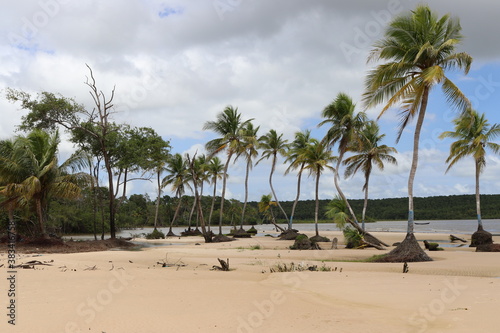 beach with palm trees © Guilherme