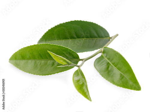 green tea leaf isolated on white background