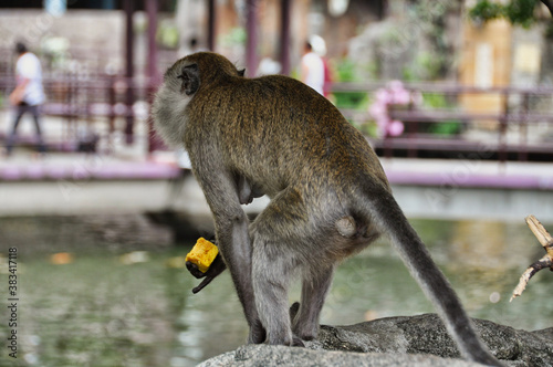 Photography 人間の食べ物を奪って逃げる猿