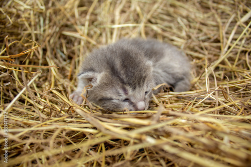Nice photography of a cute cats over straw