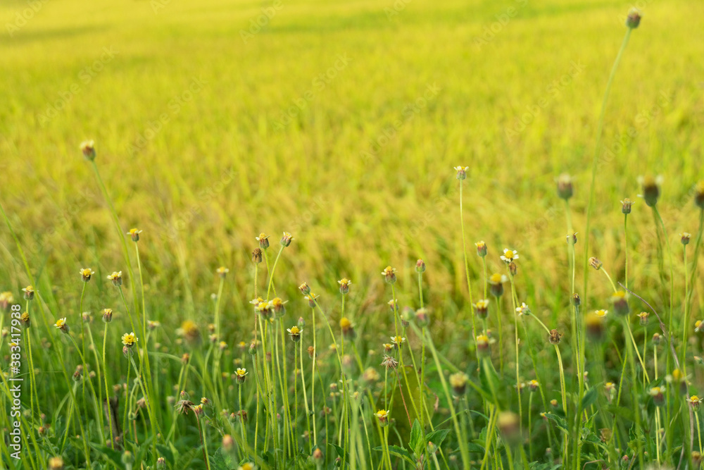 wild flower in green yellow meadow field freshness nature background wild flower in green yellow meadow field freshness nature background
