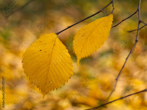 Yellow autumn leaf of ash on a tree branch. Blurred yellow background behind. 