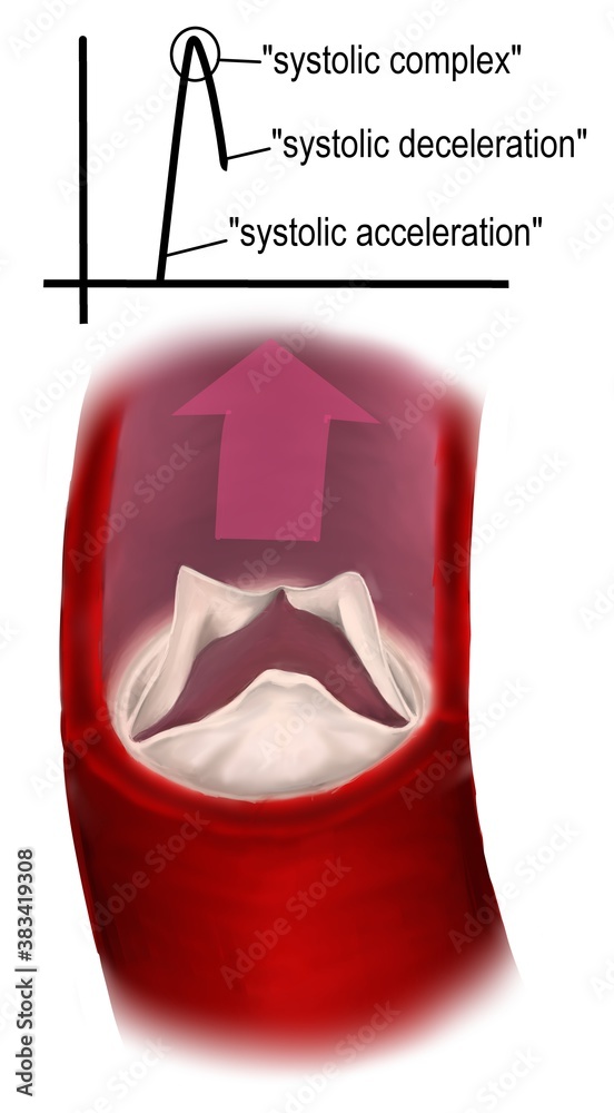 the aortic valve and waveform of blood flow Stock Illustration | Adobe ...