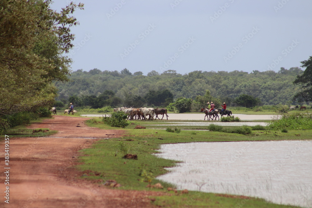 Fototapeta premium horse riding in the park