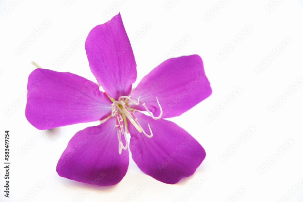 Obraz premium 南国の花