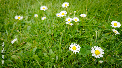 Spring Glade With Beautiful Flowers Of Chamomile , Other Names Also Matricaria Or German Chamomile.