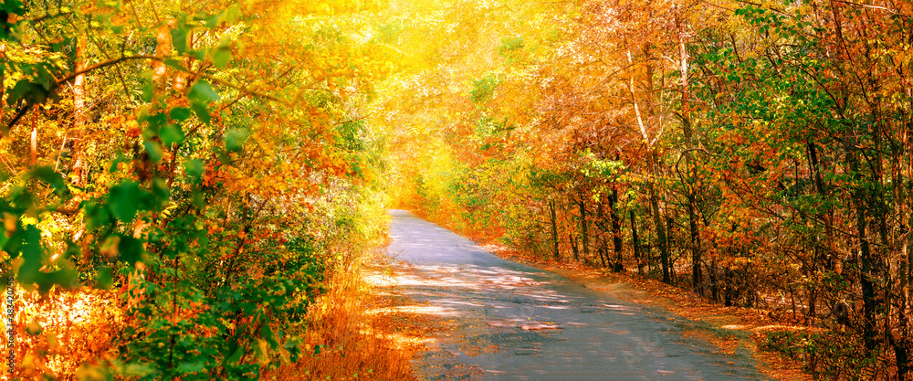 Road in the autumn forest