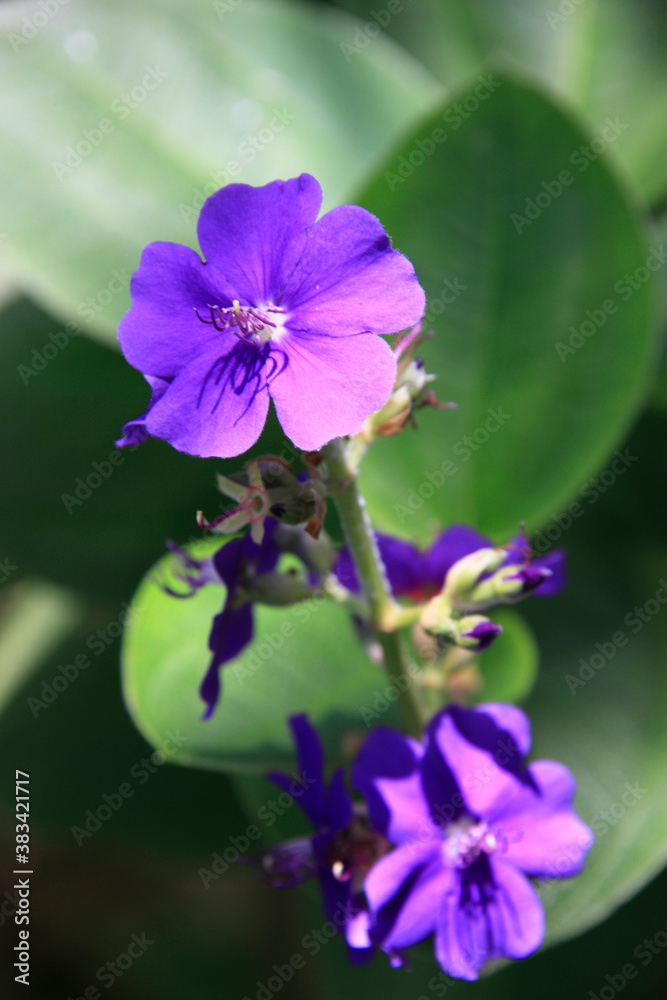 Obraz premium 南国の花