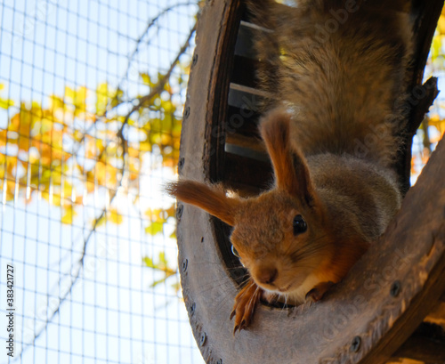 A squirrel sits in a running wheel and looks at the camera against the background of sunlight and glare