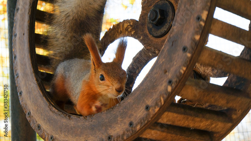 A squirrel sits in a running wheel and looks at the camera against the background of sunlight and glare