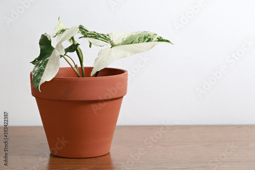 Syngonium Variegated, Potted plant, arrowhead plant on white background