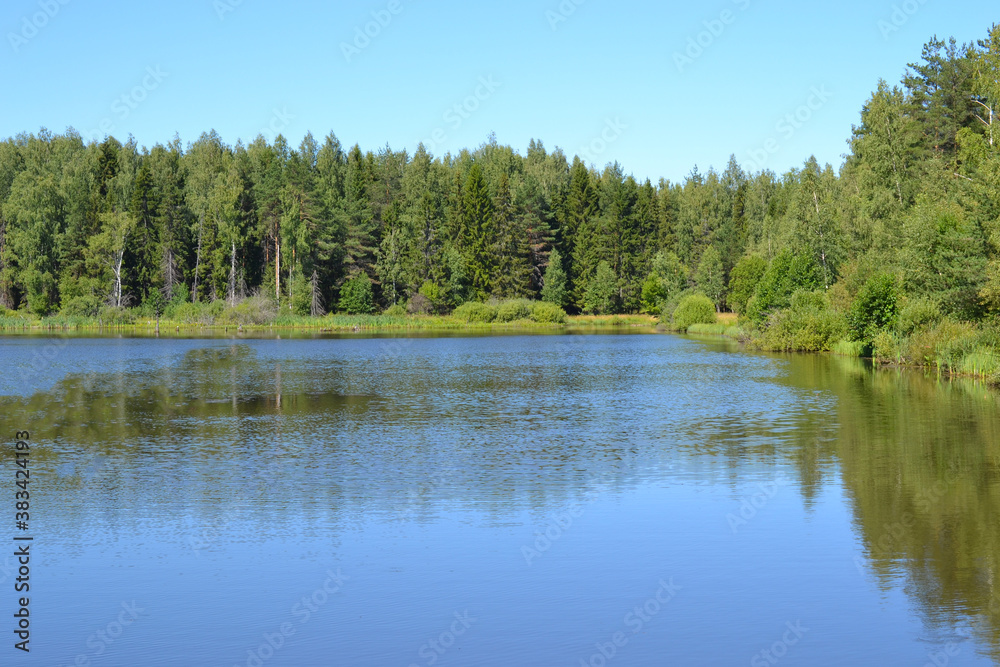 Lake in a wild forest, clear blue sky above the trees and reflection in the water