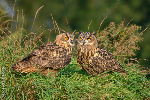 Two beautiful, huge European Eagle Owls (Bubo bubo) sitting in high grasses in the Netherlands. Wild bird of prey with brown feathers and large orange eyes. 