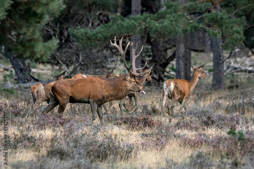 Red deer (Cervus elaphus) stag with female red deer in rutting season on the field of National Park Hoge Veluwe in the Netherlands. Forest in the background.