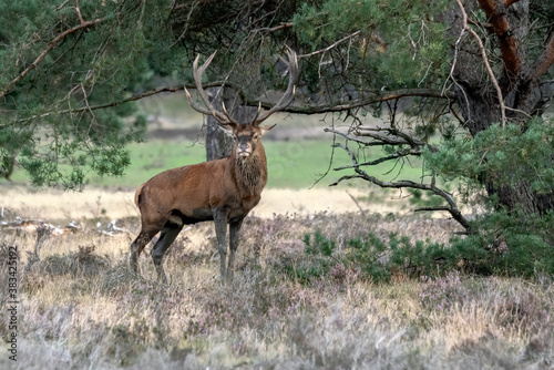 Red deer (Cervus elaphus) stag in rutting season on the field of National Park Hoge Veluwe in the Netherlands. Forest in the background.