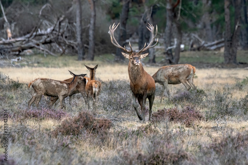 Red deer (Cervus elaphus) stag with  female red deer in rutting season on the field of National Park Hoge Veluwe in the Netherlands. Forest in the background.