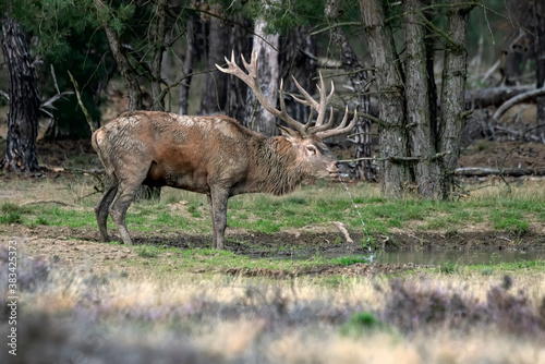 Red deer (Cervus elaphus) stag having a drink of water from a pond in rutting season on the field of National Park Hoge Veluwe in the Netherlands. Forest in the background.