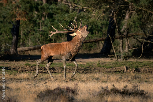 Red deer  Cervus elaphus  stag  in rutting season on the field of National Park Hoge Veluwe in the Netherlands. Forest in the background.