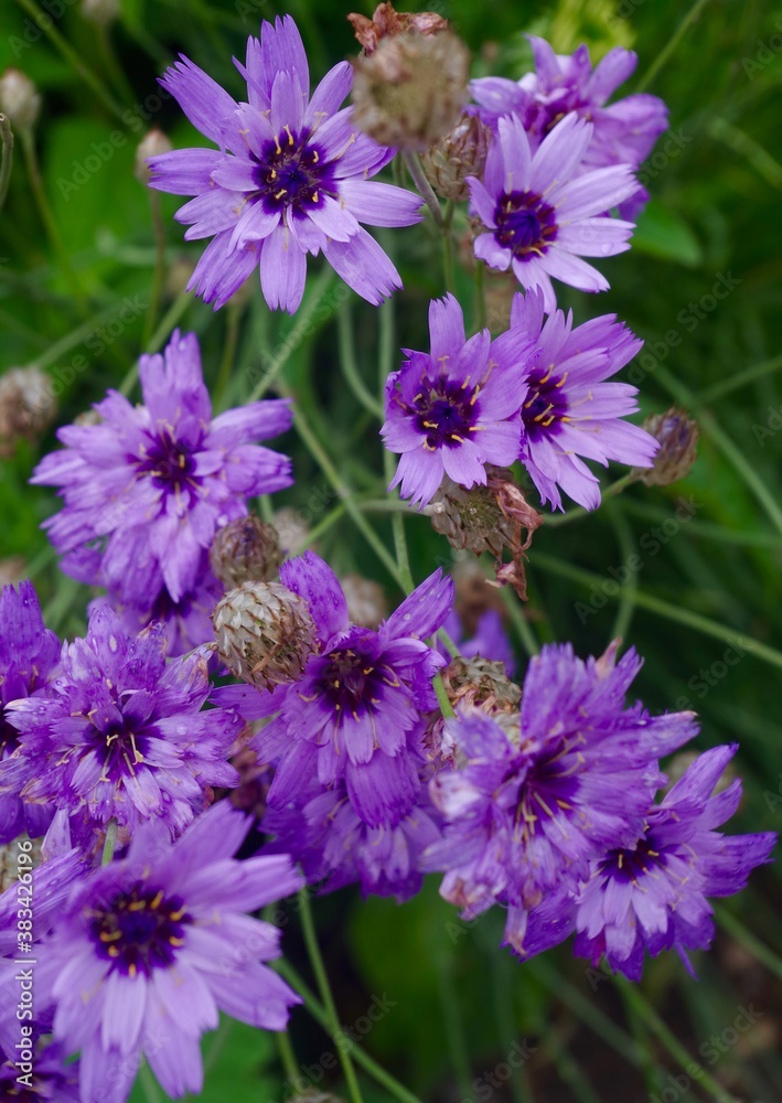Fototapeta premium purple flowers in the garden