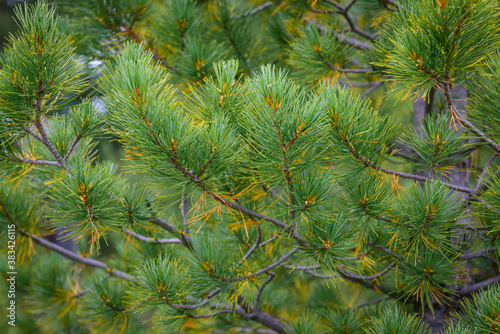 Green spiny branches of pine close-up. Full frame image coniferous branches. Christmas fir tree background. Beautiful winter backdrop  copy space.