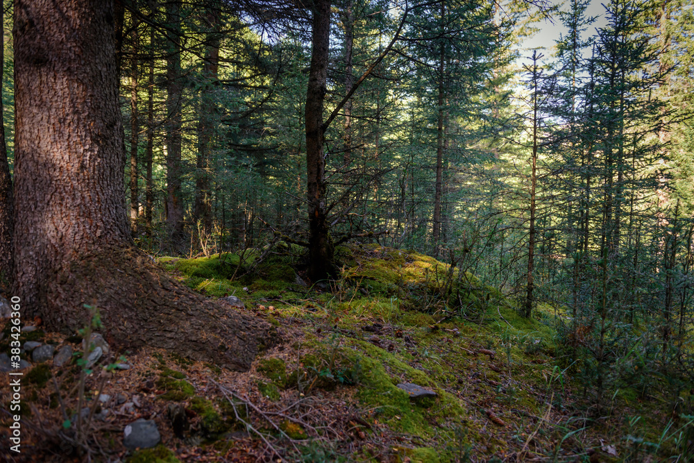 Forest thicket, ground covered with wet moss, trees grow thickly. Magical coniferous forest on sunny summer day. Beautiful natural background, soft focus, close-up, photo Wallpaper, copy space.