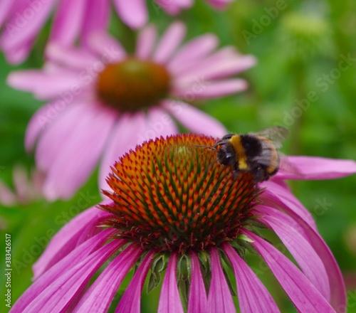 Bee on pink echinacea flower © T