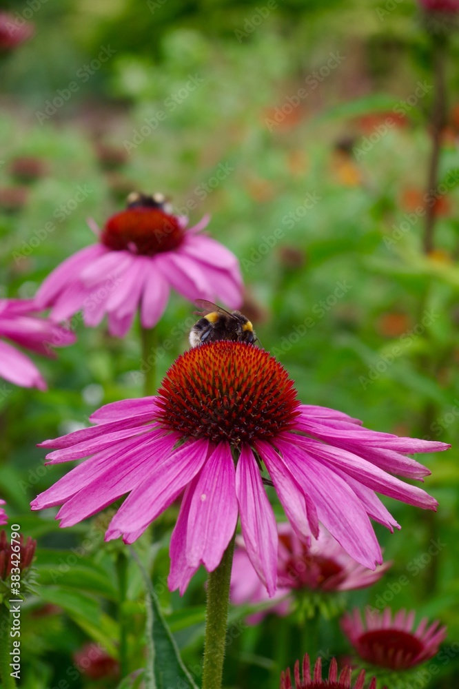 Pink echinacea flower with bumblebees Pink echinacea flower with bumblebees